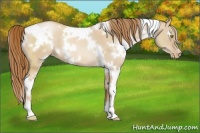 Horse Color:White Spotted Red Dun Pearl 