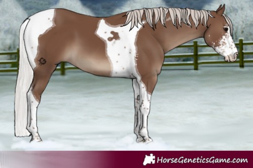 Horse Color:Silver Black Sabino Tobiano 