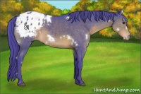 Horse Color:Watercolor White Spotted Brown Appaloosa 