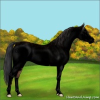 Horse Color:Void White Spotted Bay 