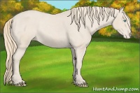 Horse Color:Smoky Creme Appaloosa Rabicano