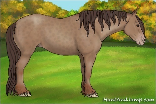 Horse Color:Classic Champagne 