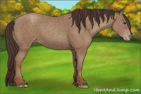 Horse Color:Classic Champagne 