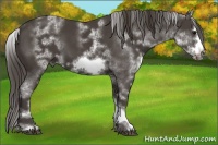 Horse Color:White Spotted Smoky Black Frame 