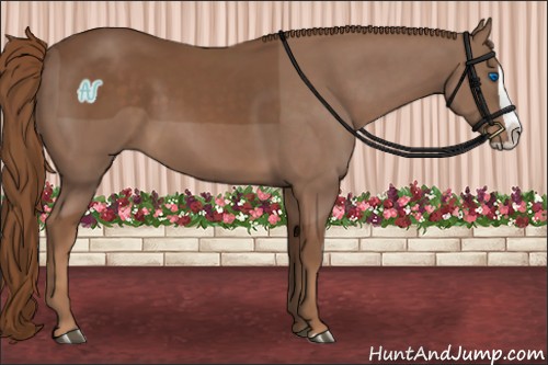 Horse Color:Chestnut Splash