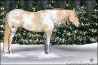 Horse Color:White Spotted Gold Champagne Varnish Rabicano 