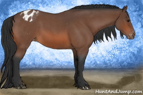 Horse Color:Bay Roan Varnish