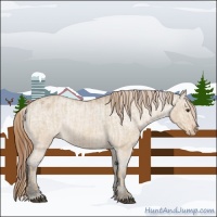 Horse Color:Red Dun Appaloosa  and Bay Dun Appaloosa 