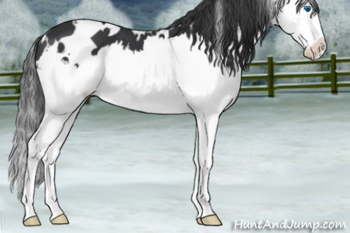Horse Color:White Spotted Black Sabino Splash