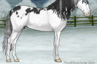 Horse Color:White Spotted Black Sabino Splash 