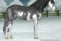 Horse Color:Blue Roan Splash 