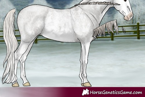 Horse Color:Silver Blue Roan Sabino Splash 