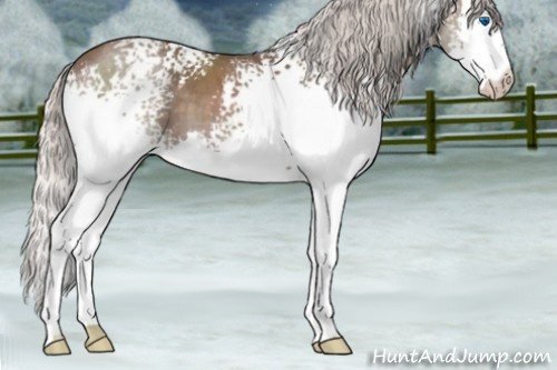 Horse Color:White Spotted Silver Blue Roan Splash