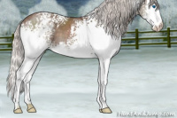 Horse Color:White Spotted Silver Blue Roan Splash 