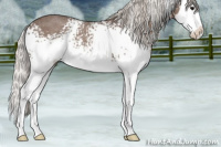 Horse Color:White Spotted Silver Blue Roan Splash 