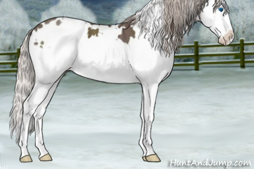 Horse Color:White Spotted Silver Black Sabino Splash