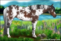 Horse Color:White Spotted Bay 