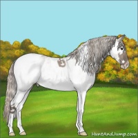 Horse Color:White Spotted Silver Grullo Tobiano Rabicano 