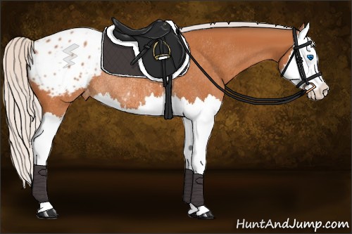 Horse Color:Silver Bay Splash Appaloosa Rabicano 