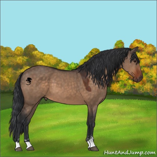 Horse Color:Brown Dun Sabino 
