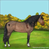Horse Color:Brown Dun Sabino