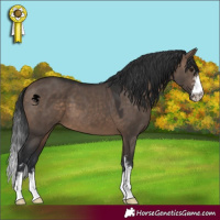 Horse Color:Brown Dun Sabino 