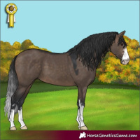 Horse Color:Brown Dun Sabino 