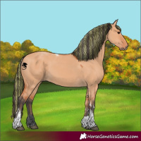 Horse Color:Painted Bay Dun Tobiano 