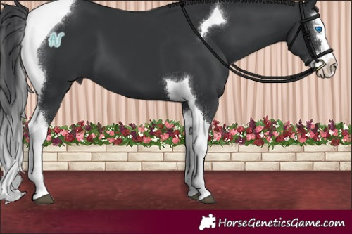 Horse Color:Black Splash Tobiano