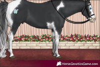 Horse Color:Black Splash Tobiano 