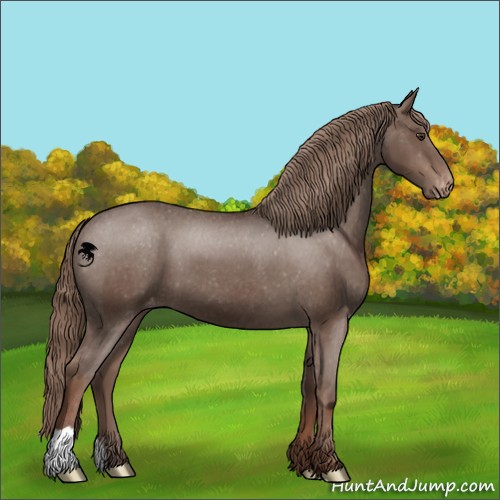 Horse Color:Liver Chestnut Appaloosa 