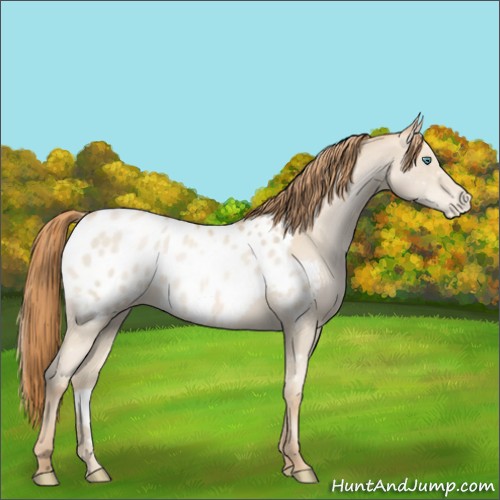 Horse Color:Smoky Black Pearl Appaloosa