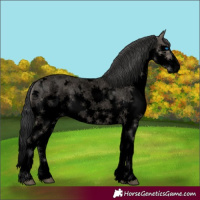 Horse Color:Void White Spotted Grullo Roan Splash 