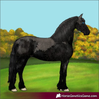Horse Color:Void White Spotted Grullo Splash