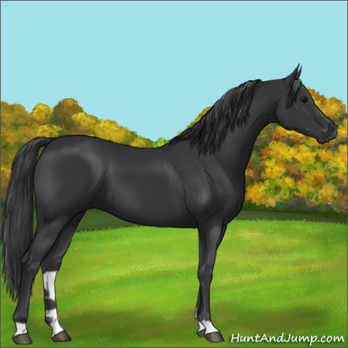Horse Color:Black 