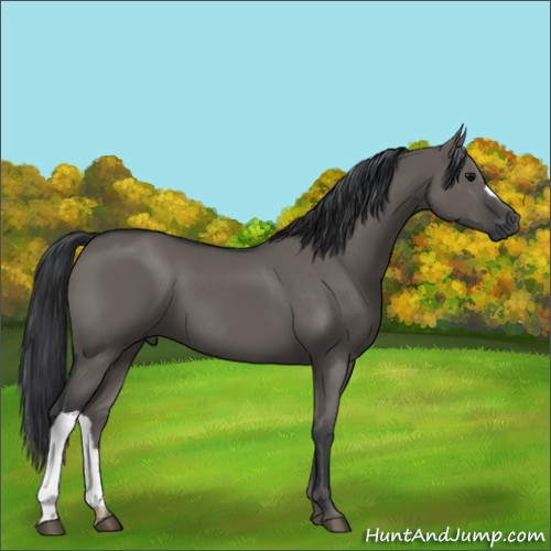 Horse Color:Grullo 