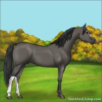 Horse Color:Grullo 