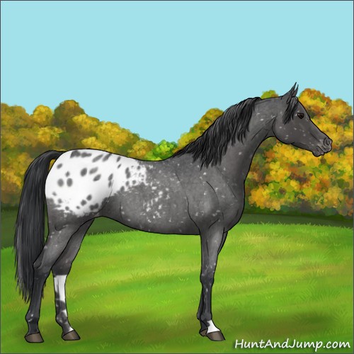 Horse Color:Blue Roan Appaloosa