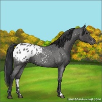 Horse Color:Blue Roan Appaloosa 