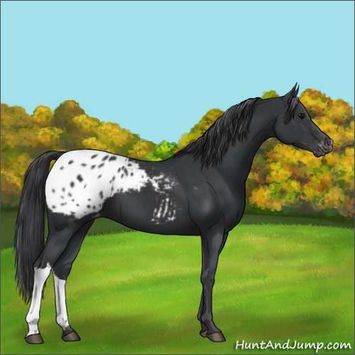 Horse Color:Black Appaloosa