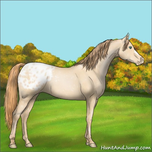 Horse Color:Smoky Black Pearl Appaloosa