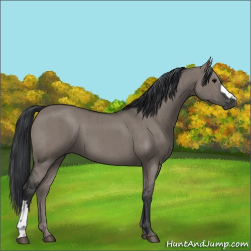 Horse Color:Grullo Brindle 