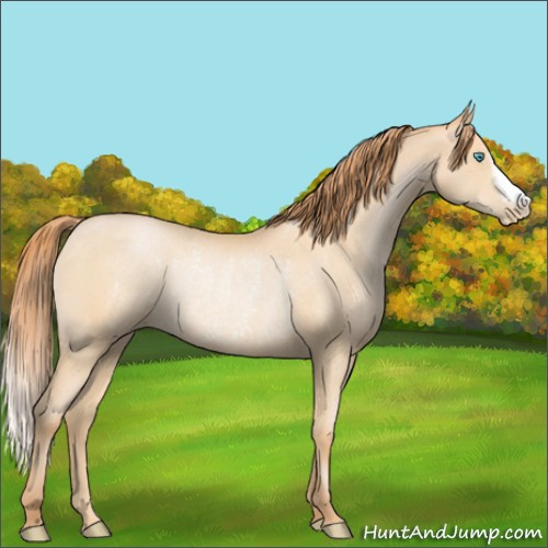 Horse Color:Buckskin Pearl Rabicano