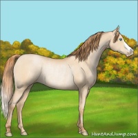Horse Color:Buckskin Pearl Rabicano 