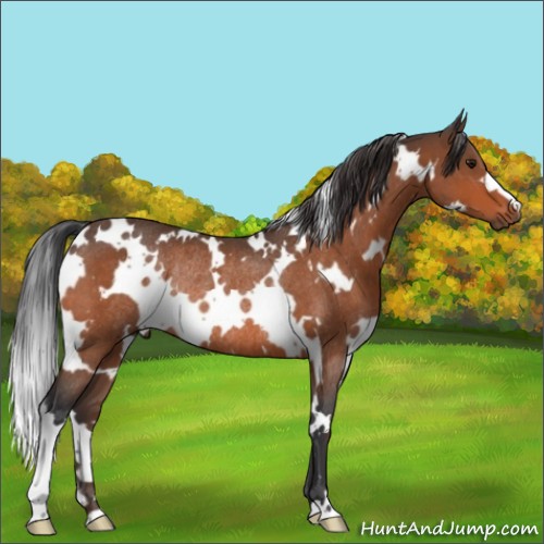 Horse Color:White Spotted Bay Rabicano 