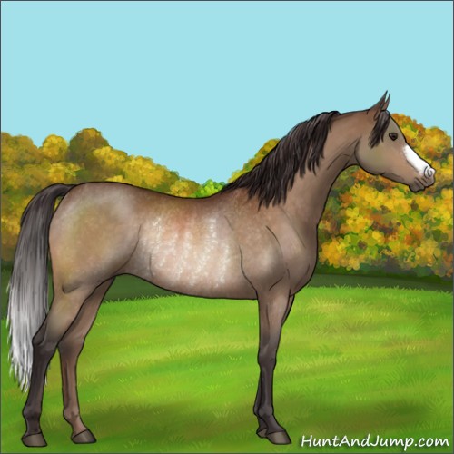 Horse Color:Buckskin Rabicano 
