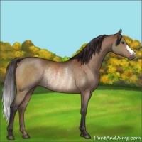 Horse Color:Buckskin Rabicano
