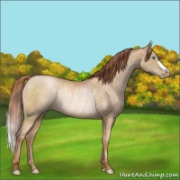 Horse Color:Buckskin Pearl Rabicano 