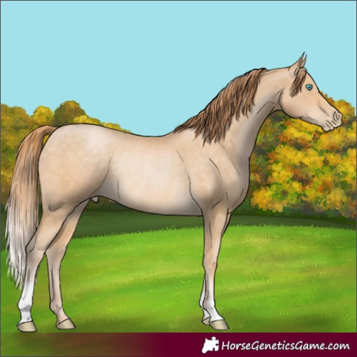 Horse Color:Buckskin Pearl Rabicano 