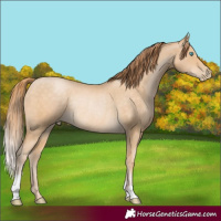 Horse Color:Buckskin Pearl Rabicano 